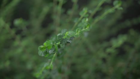 Grüne-Pflanze-Im-Regen
