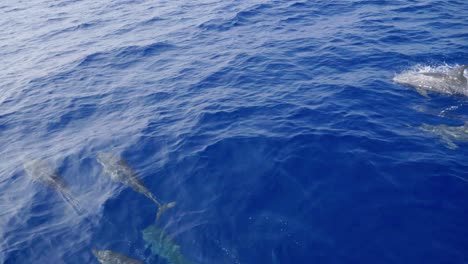 Pod-of-dolphins-filmed-from-above-without-the-boat-nose-jumping-and-playing-in-the-azure-cobalt-andaman-sea