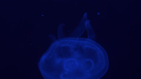 Fondo-Oscuro-De-4k-Para-Nadar-Medusas-Iluminado-Con-Luz-Azul-Moviéndose-Lentamente-De-Arriba-A-Abajo