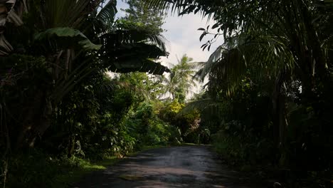 In-Den-Himmel-Blicken,-Während-Sie-Langsam-Durch-Den-Regenwald-Auf-Einer-Tropischen-Vulkaninsel-Im-Pazifik-Fahren---Hawaii-Insel