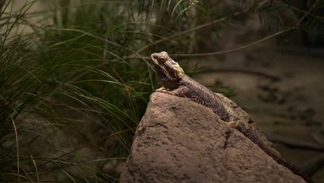 4k-tripod-view-of-resting-reptile-on-a-large-rock---dragon-features---well-lit-from-above---iguana-type