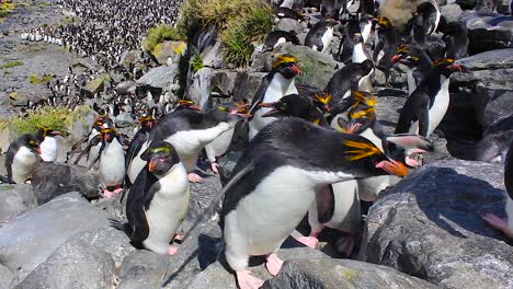Große-Gruppe-Von-Makkaroni-Pinguinen,-Die-Eine-Felswand-Hinaufklettern