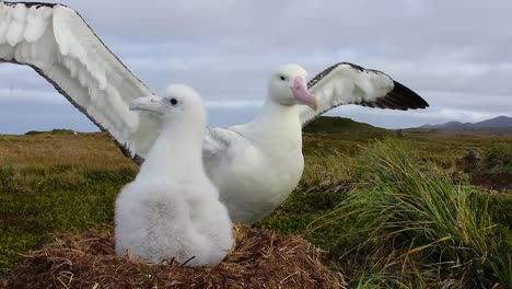 Albatros-Errante-Padre-Y-Pollito-En-El-Nido