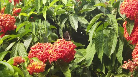 A-clerodendrum-bush-in-full-bloom-with-orange-tropical-flowers-is-visited-by-an-Andaman-clubtail-butterfly-in-the-bright-afternoon-sun