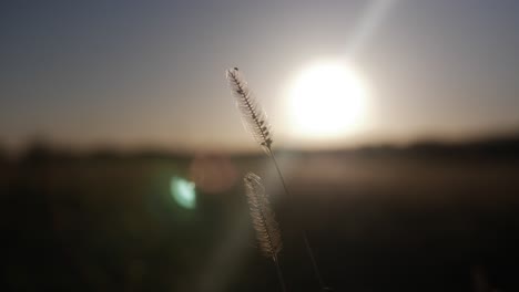 Closeup-of-grass-in-front-of-distant-sunset-in-a-Kansas-wheat-field