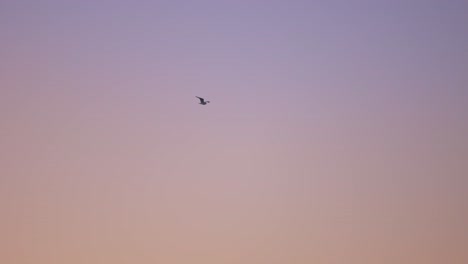 Slow-motion-track-shot-of-flying-seagull-against-purple-colored-sky-during-sunrise