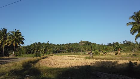 Slow-motion-drive-by-of-local-agricultural-fields-on-the-andaman-islands-with-beautiful-blue-skies-without-clouds-and-signs-of-drought