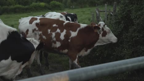 Brown-cow-in-the-landscape-of-the-Ardennes-in-La-Roche-en-Ardenne,-Belgium,-Europe,-4K,-25fps