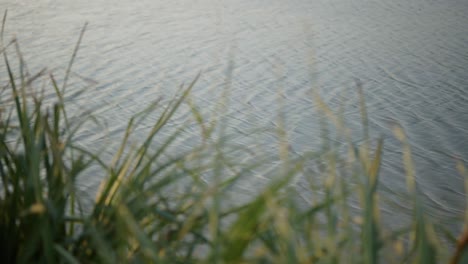 Slow-motion-shot-of-small-waves-in-the-surface-of-the-water-with-blurry-high-grass