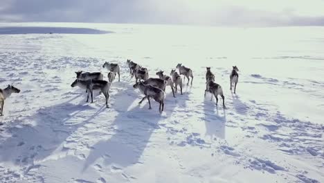 Drone-follows-a-herd-of-reindeer-in-the-Icelandic-winter-wilderness-just-before-sunset