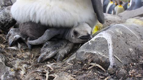 Recently-hatched-King-penguin-chick-while-parent-keeps-the-chick-warm