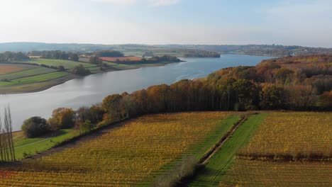 Fast-backwards-movement-drone-aerial-of-reservoir-,-vineyard-and-trees-in-autumn-kent-uk-northern-hemisphere