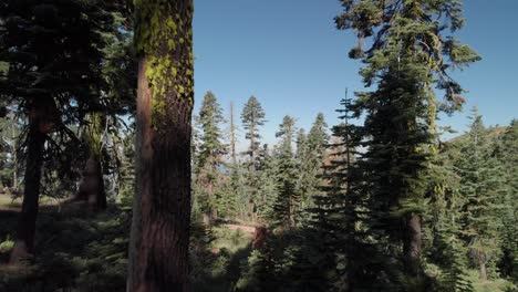 Luftaufnahme-In-Unmittelbarer-Nähe-Durch-Waldbäume-In-Nordkalifornien