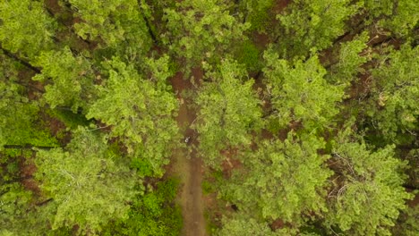 Top-down-birds-eye-view-drone-shot-of-man-walking-on-dirt-path-in-a-pine-forest-in-rural-Canada