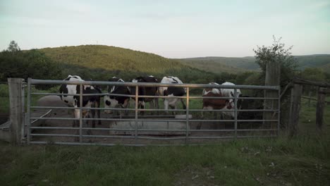Cows-in-the-landscape-of-the-Ardennes-in-La-Roche-en-Ardenne,-Belgium,-Europe,-4K,-25fps