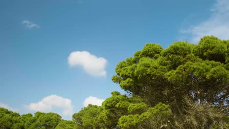Beautiful-green-trees-on-the-coast-of-Sardinia,-Italy