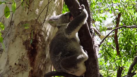 Koala-hanging-onto-a-branch-scratching-himself-on-a-gum-tree,-in-Magnetic-Island-in-Australia
