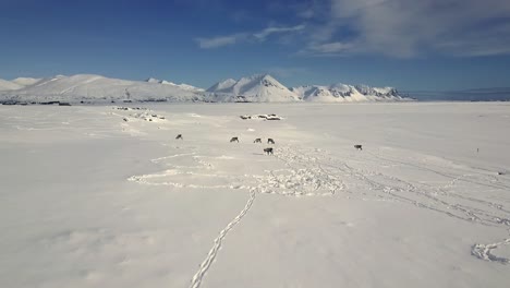 Drohne,-Die-Im-Isländischen-Winter-Auf-Eine-Herde-Von-Rentieren-Zufliegt,-Und-Eine-Wunderschöne-Landschaft