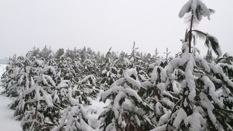 Establecimiento-De-Dolly-En-Tomas-De-Drones-De-Pinos-Cubiertos-De-Nieve-Durante-Una-Fría-Tormenta-De-Invierno-En-Un-Parque-Nacional-Ubicado-En-Ontario,-Canadá