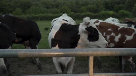 Cow-in-the-landscape-of-the-Ardennes-in-La-Roche-en-Ardenne,-Belgium,-Europe,-4K,-25fps