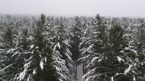Drone-shot-of-snow-covered-tall-pine-trees-in-a-pine-forest-during-a-blizzard-in-rural-northern-ontario,-Canada-on-a-very-cold-day