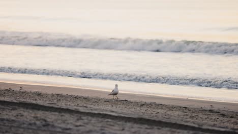 Wide-shot-of-white-seagull-walking-on-sandy-beach-and-crashing-waves-in-background-during-sunrise
