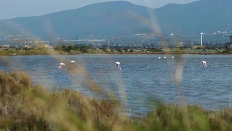 Flamingos-on-the-water-in-Sardinia,-Italy
