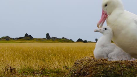 Erwachsener-Albatros-Und-Küken-Sitzen-Zusammen-Auf-Einem-Nest