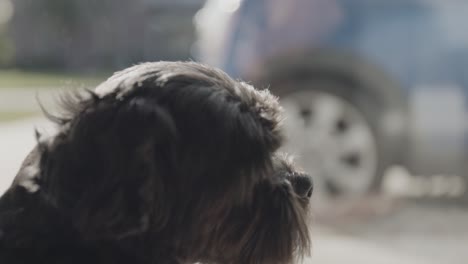 Nahaufnahme-Eines-Schwarzen-Hundes,-Der-Draußen-Auf-Ein-Auto-Schaut,-Während-Der-Weiße-Hund-In-Reflexion-Vorbeigeht
