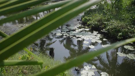 Lilly-Pads,-Die-Im-Wasser-Schwimmen,-Mit-Landwirtschaftlichen-Kokospalmen,-Die-Sich-Im-Wasser-Spiegeln,-Mit-Einer-Leichten-Brise-In-Den-Backwaters-Von-Kerala-In-Indiens-Sonne