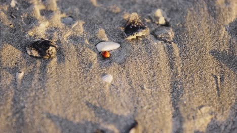 Orange-ladybug-walking-slowly-on-sandy-beach-during-sunrise-at-North-Myrtle,-close-up-top-down