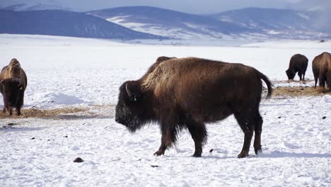 Ranched-bison-walks-in-cold,-white-mountain-snow-with-other-buffalo