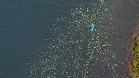 Birds-eye-view-drone-shot-of-a-women-paddling-over-lily-pads-and-weeds-in-the-beautiful-countryside-of-Canada