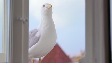 Gull-on-windowsill,-light-blue-sky,-open-window,-medium-shot