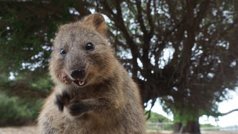 Funny-quokka-chewing-on-fig