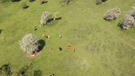A-flock-of-cows-on-a-green-pasture-with-flowering-trees-in-the-summer-in-Kent,-England