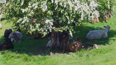 Blühender-Baum-In-Kent-In-England-Mit-Kühen,-Die-Im-Schatten-Ruhen