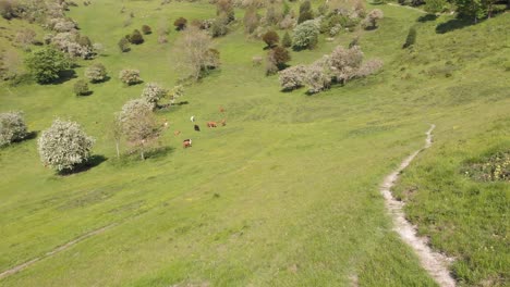 Vorwärtsbewegung-über-Ein-Tal-In-Kent-Im-Sommer-Mit-Einer-Herde-Von-Fleischkühen-Und-Blühenden-Bäumen-Und-Sträuchern