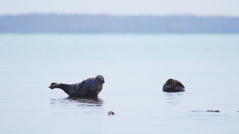 Two-seals-lying-on-rock-in-sea,-bird-flying-by,-daytime,-wide-shot,-long-lens