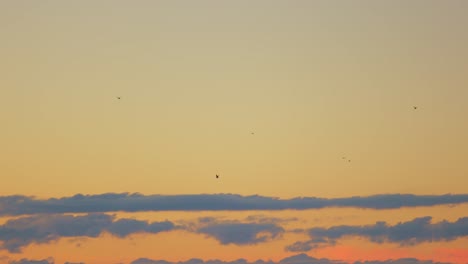 Tracking-wide-shot-of-birds-flying-against-red-yellow-colored-sky-with-clouds-early-in-the-morning