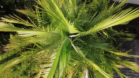 Aerial-top-down-shot-of-palm-tree-during-sunny-and-windy-day-in-Orlando,Usa