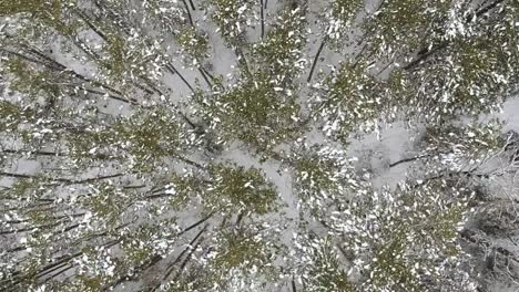 Top-down-drone-shot-of-a-snow-covered-pine-forest-in-the-countryside-of-Canada-during-the-winter-time-with-someone-walking-underneath-the-trees