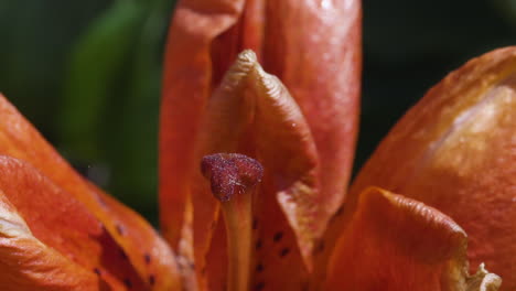 Macro-view-closeup-of-red-lily-flower-pistil-during-a-breezy-and-bright-summer-day