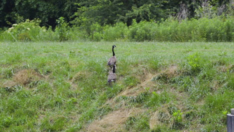 Canada-Goose-family-with-young-goslings,-walking-to-the-top-of-a-small,-grassy-hill-to-forage-on-a-hazy-afternoon