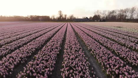 Low-droneshot-that-goes-over-a-field-of-flowers-in-the-Netherlands