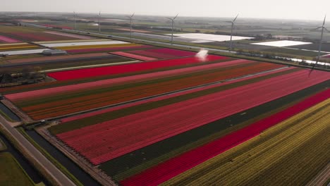 Reihe-Sich-Drehender-Windmühlen-In-Einer-Typisch-Holländischen-Landschaft-Mit-Vielen-Verschiedenen-Blumen