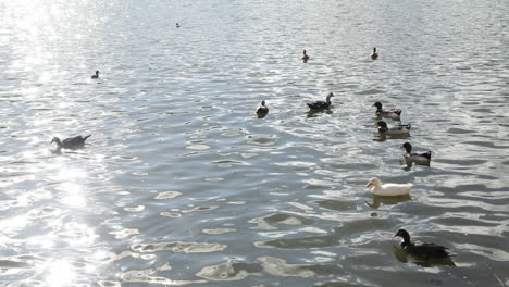 Group-of-domestic-ducks-swimming-on-reflecting-water-of-lake