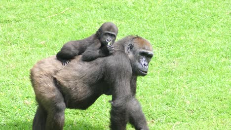 Slow-motion-of-mother-gorilla-carrying-her-son-across-a-grassy-area