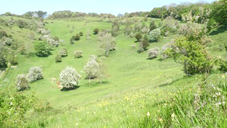 Schwenk-Von-Rechts-Nach-Links-In-Ein-Grünes-Tal-In-Kent-In-Großbritannien,-Wo-Kühe-Ruhen-Und-Die-Bäume-Im-Frühsommer-Blühen