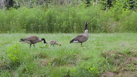 Canada-Goose-family,-with-baby-geese,-foraging-in-the-grass-on-a-hot-and-steamy-afternoon